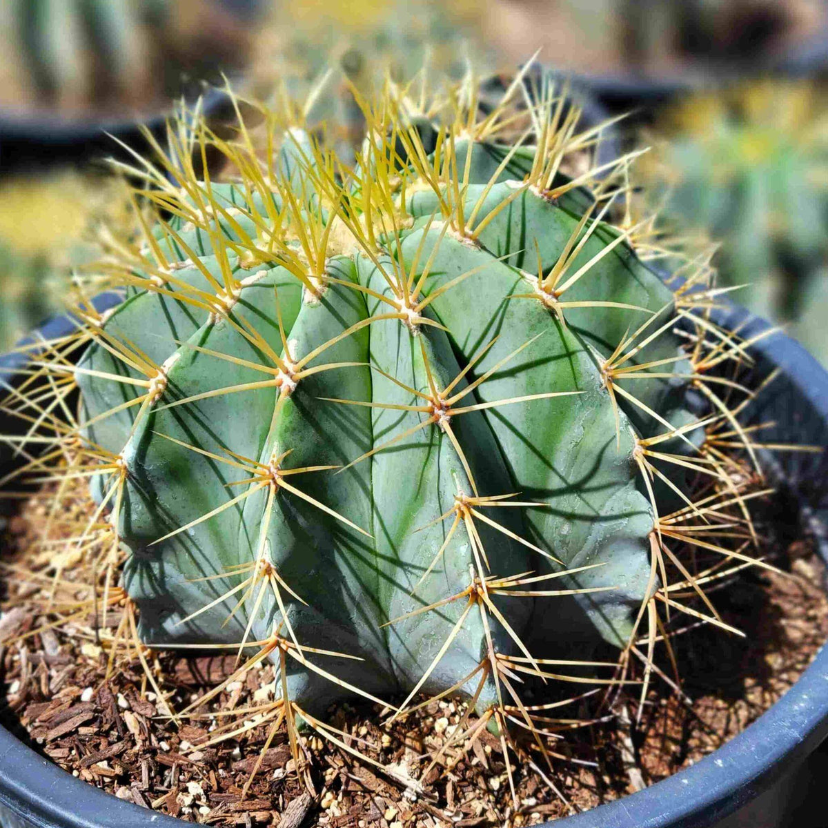 Ferocactus Seeds - Cactus Plant Seeds for Home Gardens