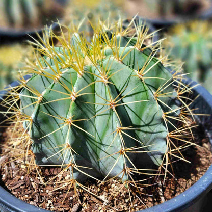 Ferocactus Seeds - Cactus Plant Seeds for Home Gardens
