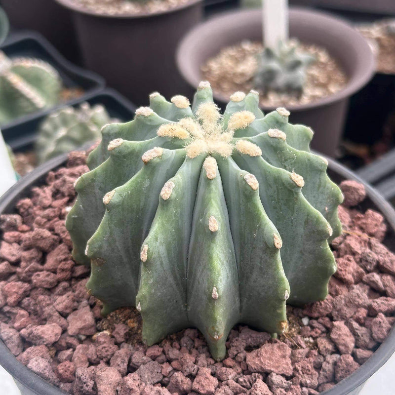 Ferocactus Seeds - Cactus Plant Seeds for Home Gardens