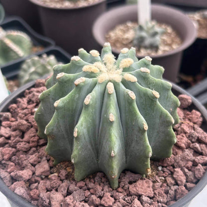 Ferocactus Seeds - Cactus Plant Seeds for Home Gardens