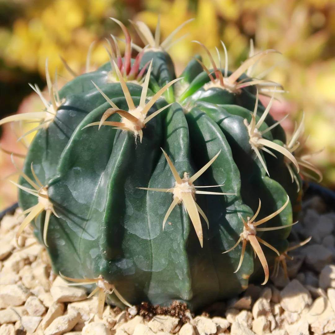 Ferocactus Seeds - Cactus Plant Seeds for Home Gardens