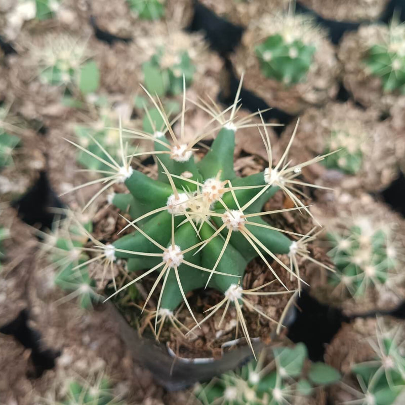 Ferocactus Seeds - Cactus Plant Seeds for Home Gardens