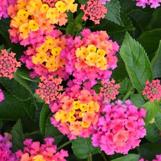 Feston Rose Lantana Seeds
