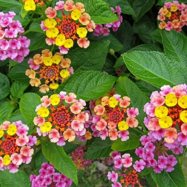Feston Rose Lantana Seeds