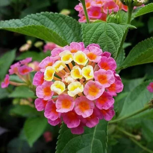Feston Rose Lantana Seeds