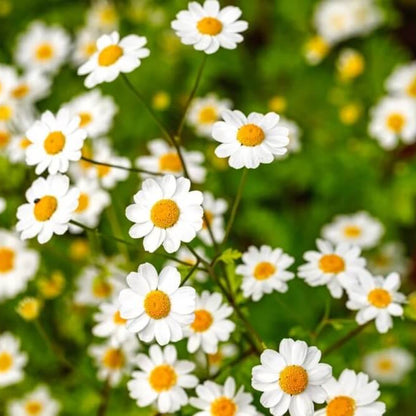 Feverfew Seeds