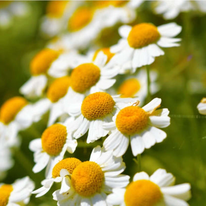 Feverfew Seeds