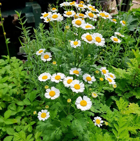 Feverfew Seeds