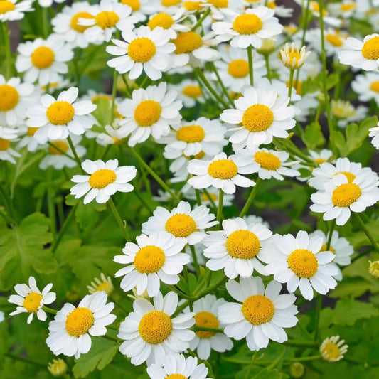 Feverfew Seeds - Herbal Plant