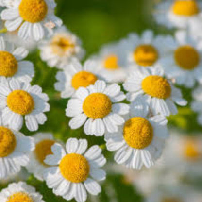 Feverfew Seeds - Herbal Plant