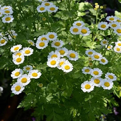 Feverfew Seeds - Herbal Plant