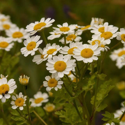 Feverfew Seeds 