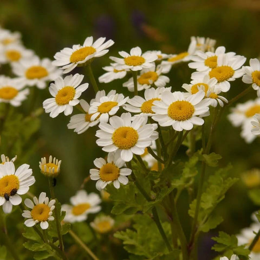 Feverfew Seeds 