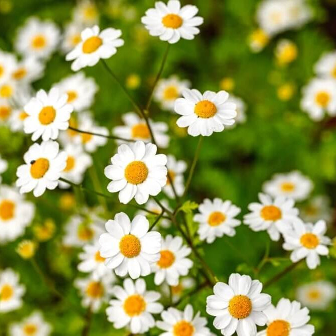 Feverfew Seeds 