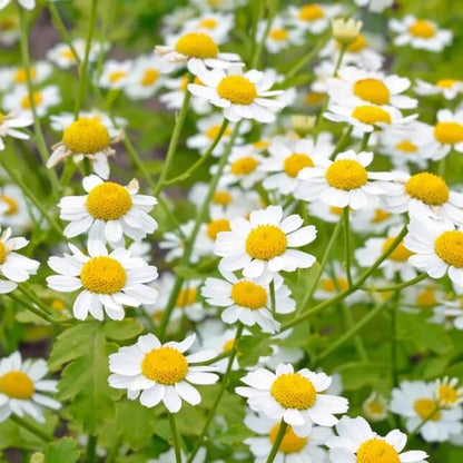 Feverfew Seeds 