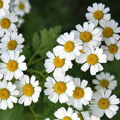Feverfew Tanacetum Seeds - Heirloom Flower Plant for Home Gardens