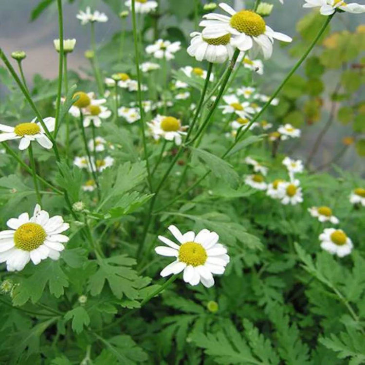 Feverfew Tanacetum Seeds - Heirloom Flower Plant for Home Gardens