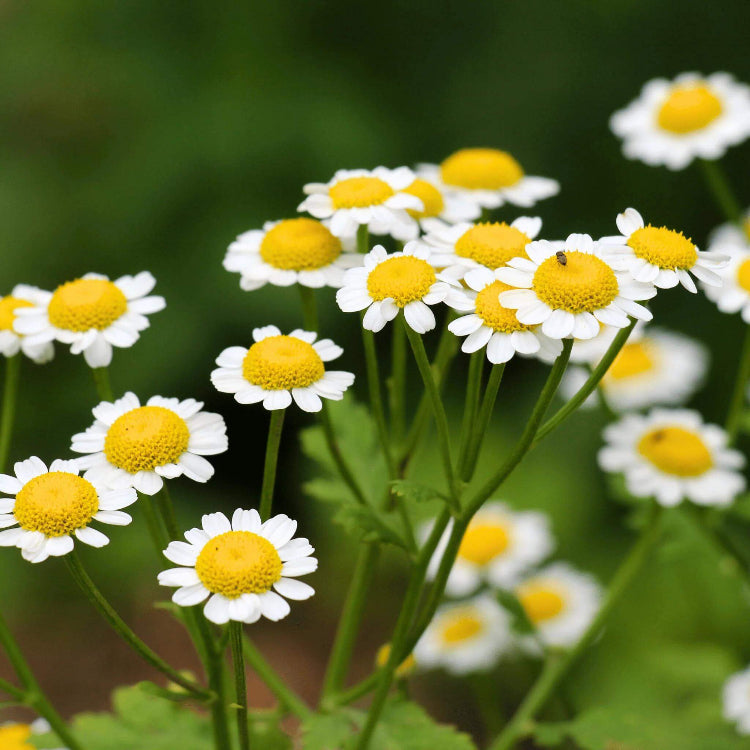 Feverfew Tanacetum Seeds - Heirloom Flower Plant for Home Gardens