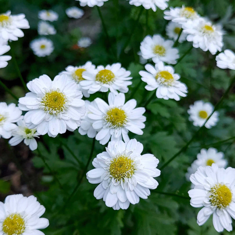Feverfew Tanacetum Seeds - Heirloom Flower Plant for Home Gardens