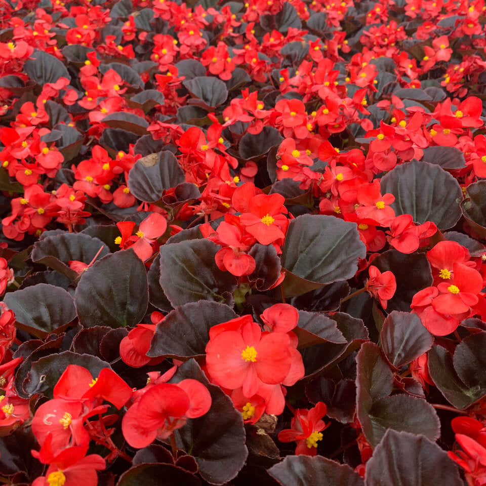 Fibrous Begonia Seeds