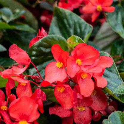Fibrous Begonia Seeds