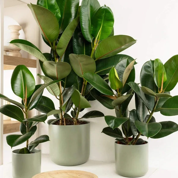 Rubber Plant Seeds - Flower Plant