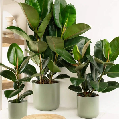 Rubber Plant Seeds - Flower Plant