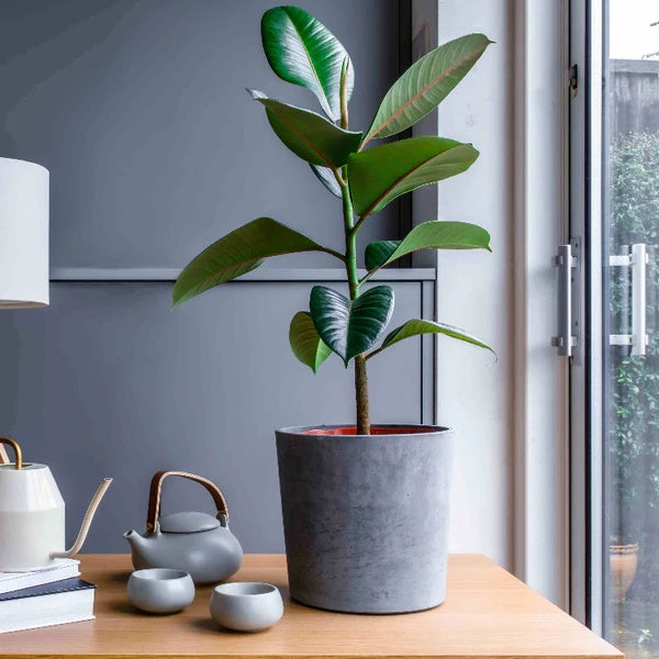 Ficus elastica seeds - Flower Plant