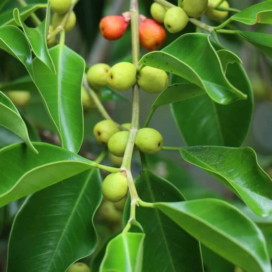 Ficus microcarpa Seeds