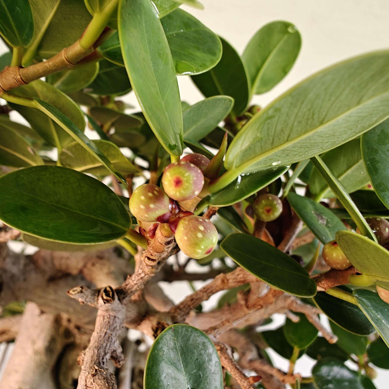 Ficus microcarpa Seeds