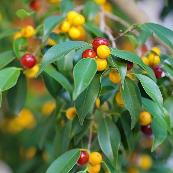 Ficus microcarpa Seeds