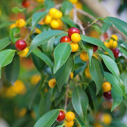 Ficus microcarpa Seeds