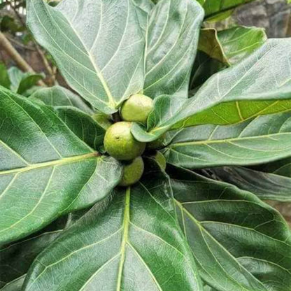 Fiddle Leaf Fig Seeds - Tropical Plant Seeds For Home Gardens