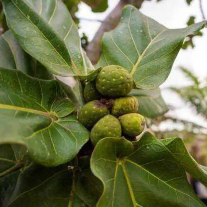 Fiddle Leaf Fig Seeds - Tropical Plant Seeds For Home Gardens