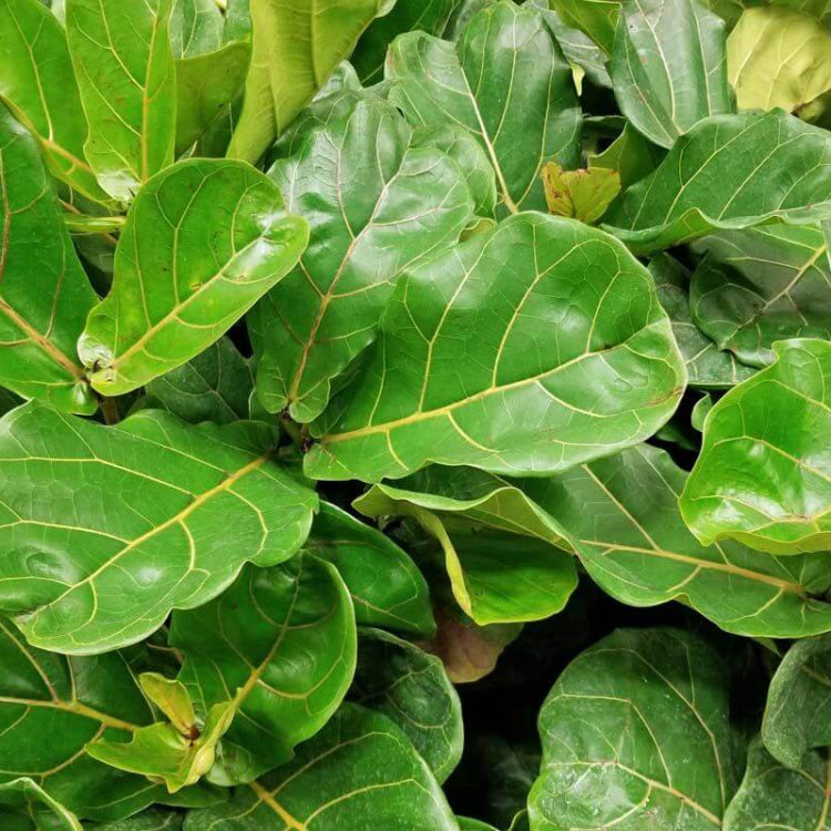 Fiddle Leaf Fig Seeds - Tropical Plant Seeds For Home Gardens
