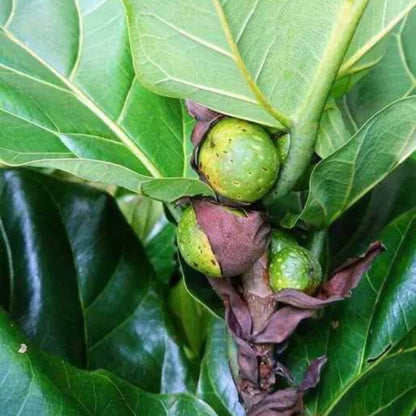 Fiddle Leaf Fig Seeds - Tropical Plant Seeds For Home Gardens