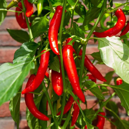 Fiery Chili Pepper Seeds