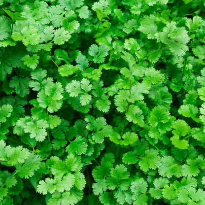 Fiesta Green Cilantro Seeds - Herbal Plant