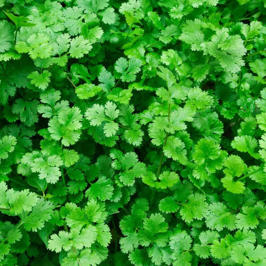 Fiesta Green Cilantro Seeds - Herbal Plant