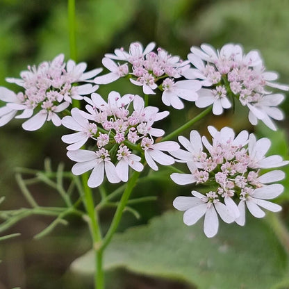 Fiesta Green Cilantro Seeds - Herbal Plant