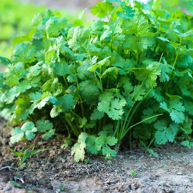 Fiesta Green Cilantro Seeds - Herbal Plant