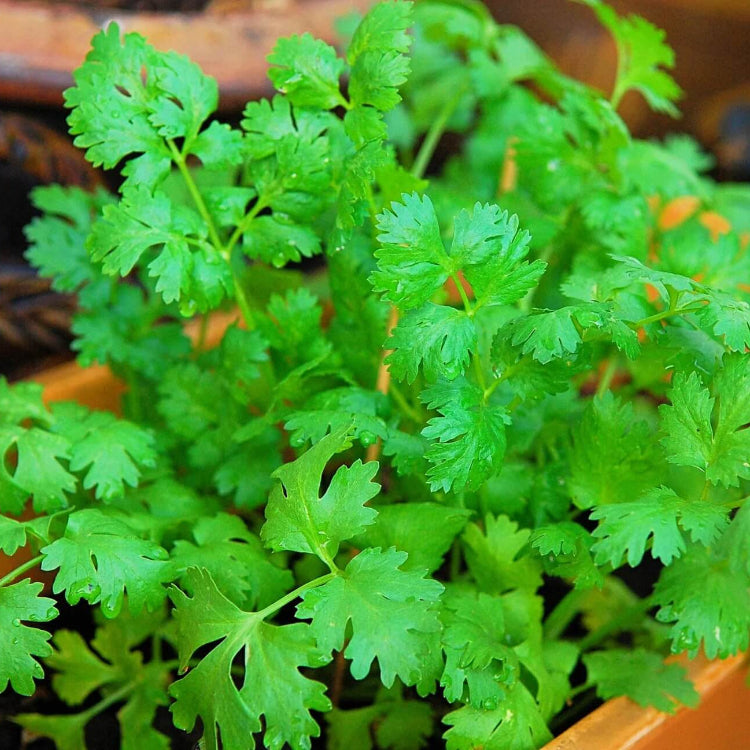 Fiesta Green Cilantro Seeds - Herbal Plant