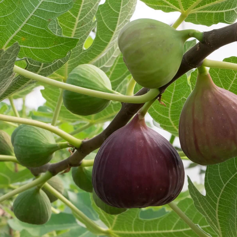 Fig Seeds