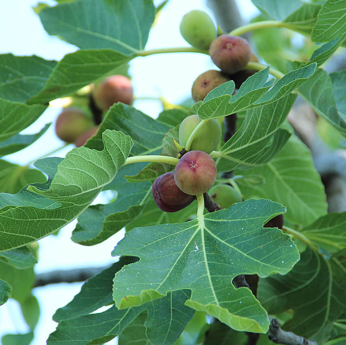 Fig Seeds