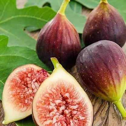 Fig Seeds - Fruit Plant for Home Gardens