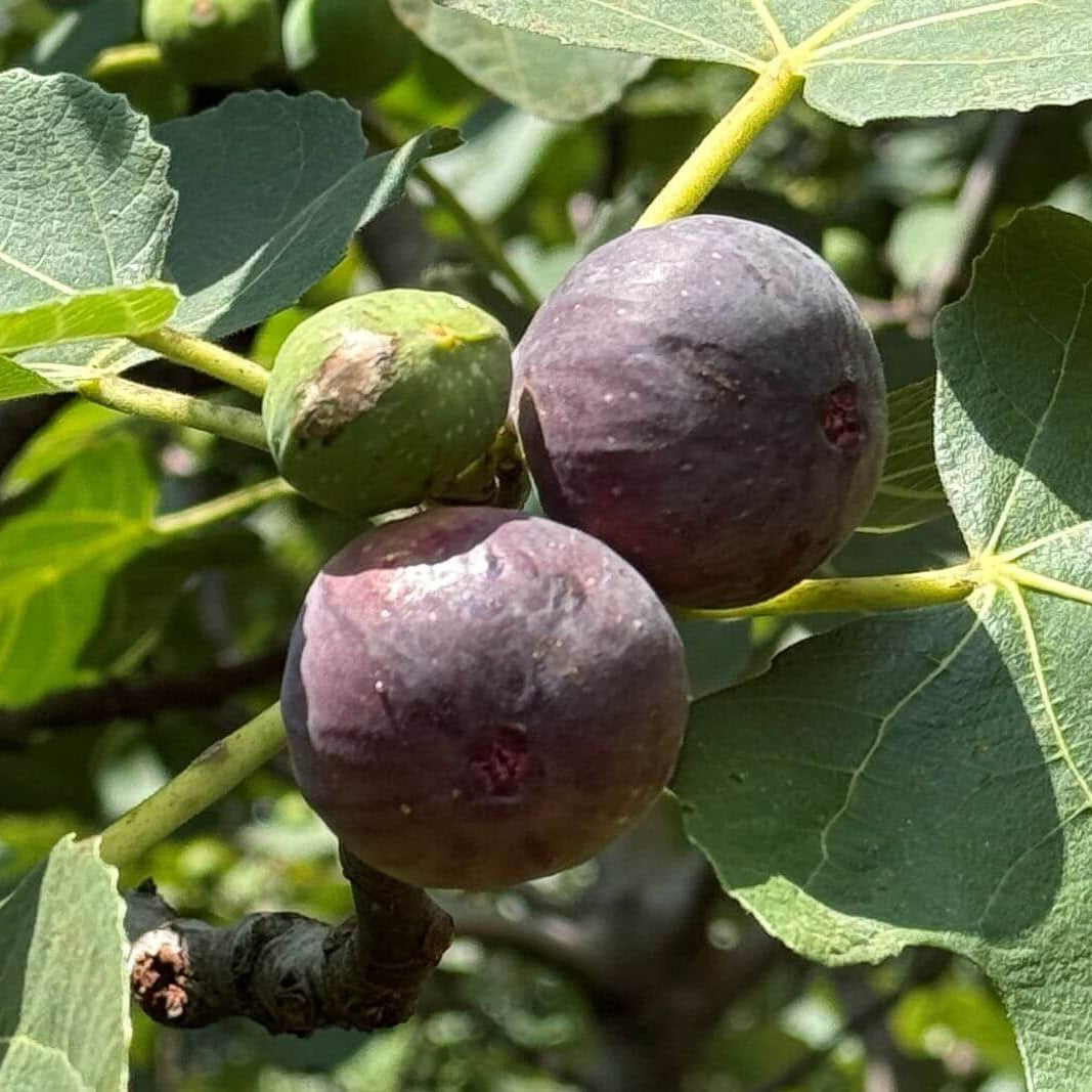 Fig Seeds