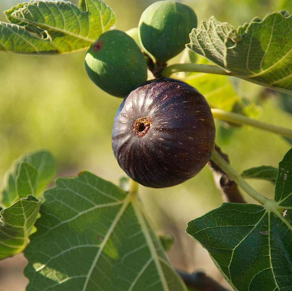 Fig Seeds