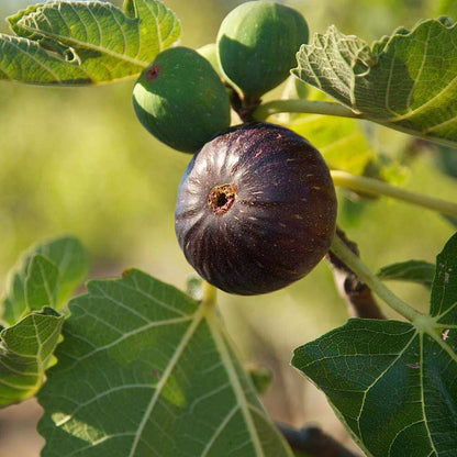 Fig Seeds