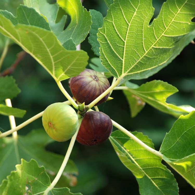 Fig Seeds
