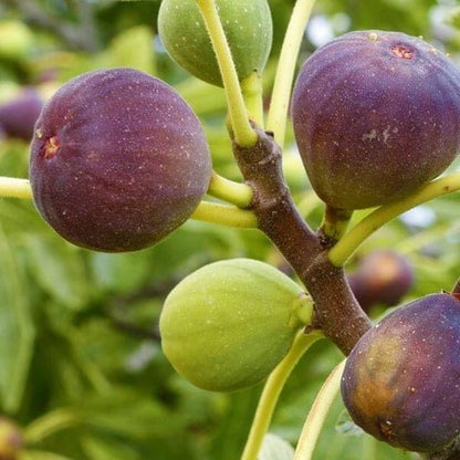 Fig Seeds - Fruit Plant for Home Gardens